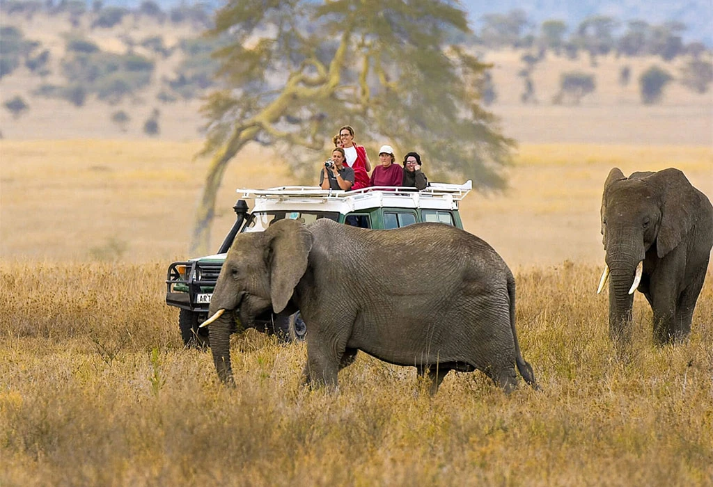 Wildlife-in-Ngorongoro-Conservation-Area