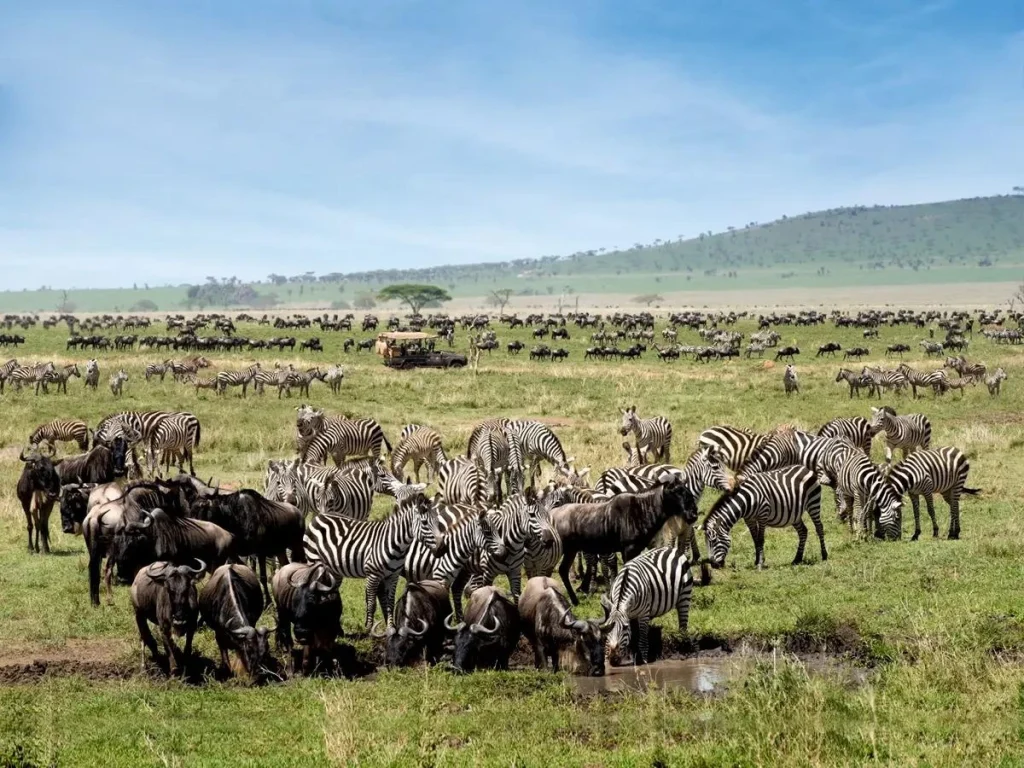Quick Facts About Serengeti National Park