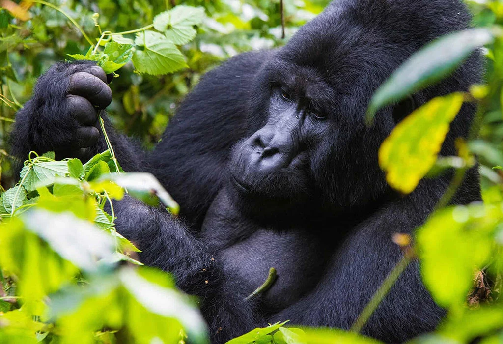 Mountain gorilla in Volcanoes National Park, Rwanda