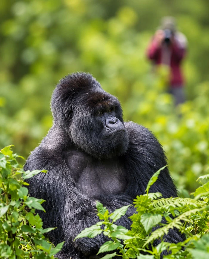 Mountain-Gorila-Safaris