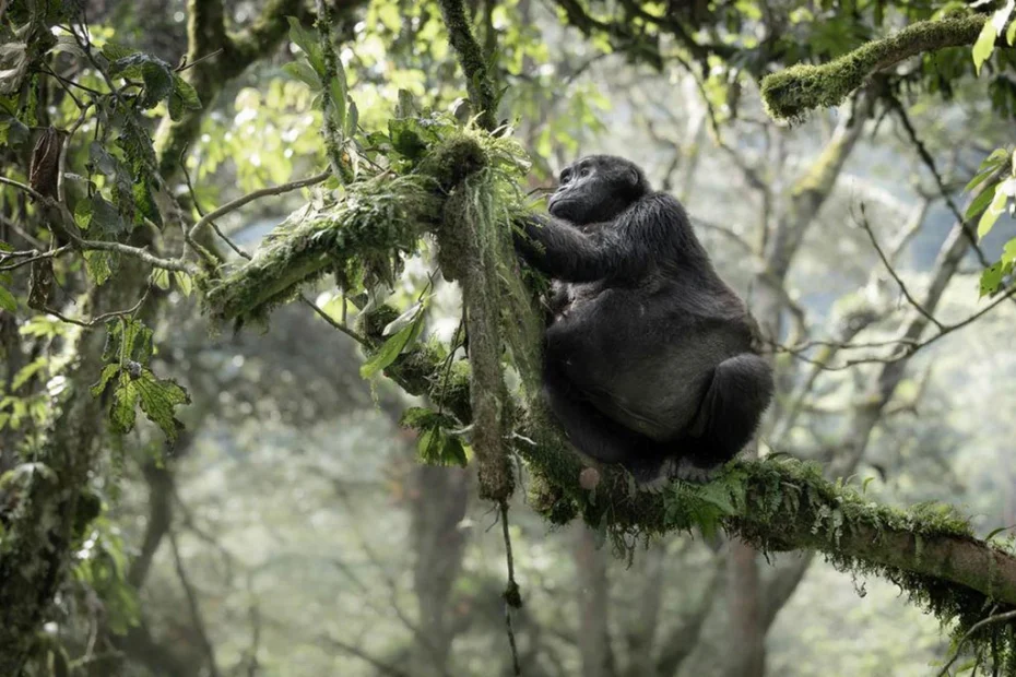 How much does Uganda Gorilla Safari Cost